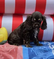 Choc f, a female Cocker Spaniel for sale in Lexington, KY – 1 of 4