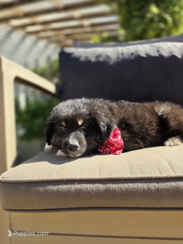 Bub – Australian Shepherd puppy for sale in Lexington, KY