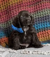 Choc male, a male Cocker Spaniel for sale in Lexington, KY – 3 of 7