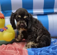 Choc m, a male Cocker Spaniel for sale in Lexington, KY – 2 of 5