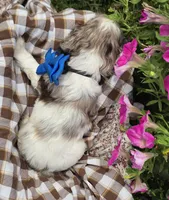 JBmerlemale, a male Cocker Spaniel for sale in Lexington, KY – 5 of 5