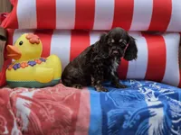 Choc f, a female Cocker Spaniel for sale in Lexington, KY – 3 of 4