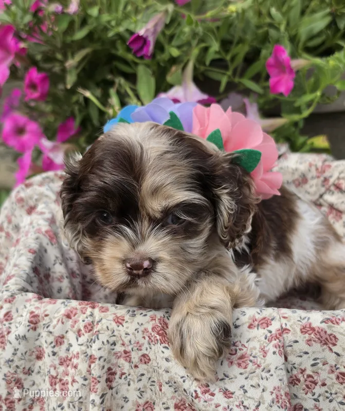 Poppychocmfemale – Cocker Spaniel puppy for sale in Lexington, KY