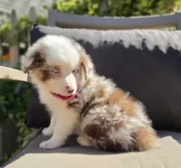 Merle, a male Australian Shepherd for sale in Lexington, KY – 3 of 4