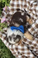 Poppydarkchocmmale, a male Cocker Spaniel for sale in Lexington, KY – 6 of 6