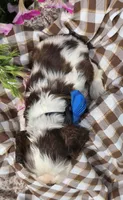 JBchocpartim2, a male Cocker Spaniel for sale in Lexington, KY – 3 of 4