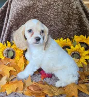 Buff female, a female Cocker Spaniel for sale in Lexington, KY – 3 of 3