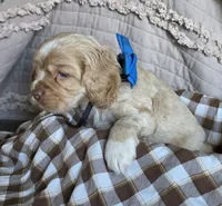 Fionathinblazebuffmale, a male Cocker Spaniel for sale in Lexington, KY – 2 of 4