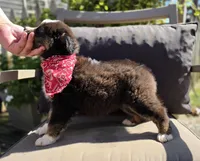 Blaze, a male Australian Shepherd for sale in Lexington, KY – 5 of 5