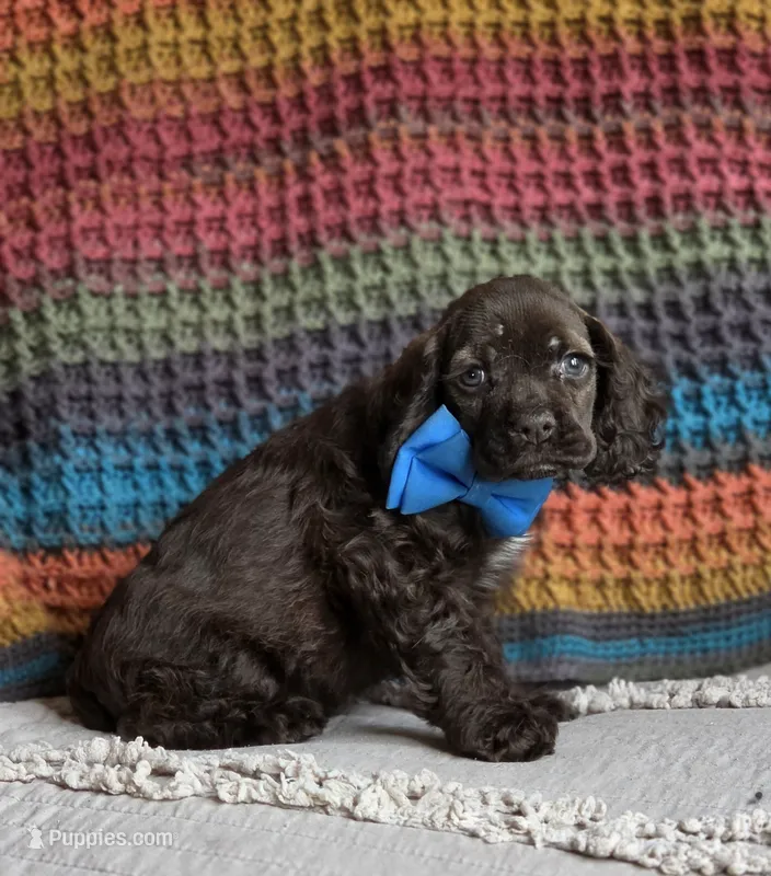 Choc male – Cocker Spaniel puppy for sale in Lexington, KY