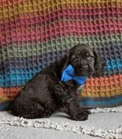 Choc male, a male Cocker Spaniel for sale in Lexington, KY – 1 of 7