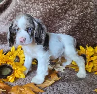 JBmerlemale, a male Cocker Spaniel for sale in Lexington, KY – 3 of 5
