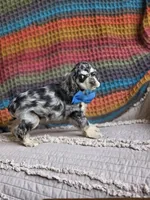 Merle male, a male Cocker Spaniel for sale in Lexington, KY – 6 of 7