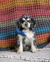 Merle male, a male Cocker Spaniel for sale in Lexington, KY – 3 of 7