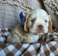 Fionaswideblazemale, a male Cocker Spaniel for sale in Lexington, KY – 1 of 4