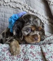Fionasredmerle f, a female Cocker Spaniel for sale in Lexington, KY – 3 of 5