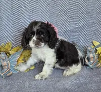 Dark chocolate parti f, a female Cocker Spaniel for sale in Lexington, KY – Photo 1 of 3