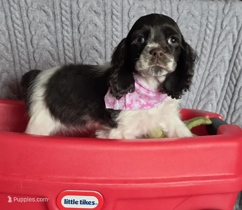 Dark chocolate parti f