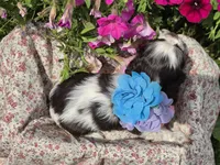 JBchocpartifemale, a female Cocker Spaniel for sale in Lexington, KY – 4 of 4