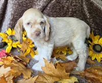 Fionabuffmale, a male Cocker Spaniel for sale in Lexington, KY – 4 of 4