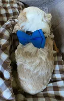Fionaswideblazemale, a male Cocker Spaniel for sale in Lexington, KY – 4 of 4