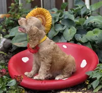 FBuff f, a female Cocker Spaniel for sale in Lexington, KY – Photo 3 of 4