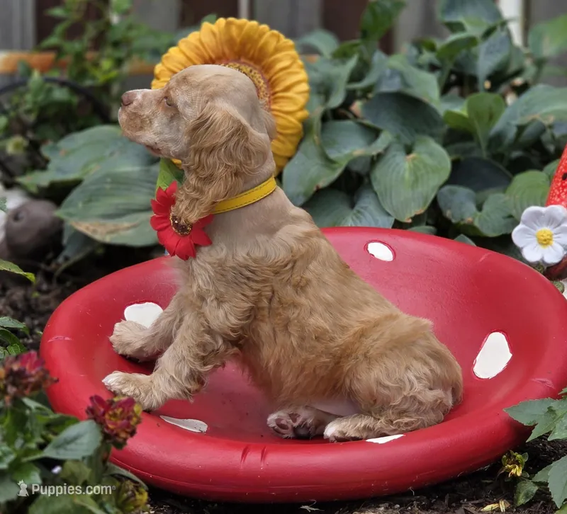 FBuff f, a female Cocker Spaniel for sale in Lexington, KY – Photo 1 of 4