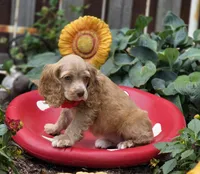 FBuff f, a female Cocker Spaniel for sale in Lexington, KY – Photo 2 of 4