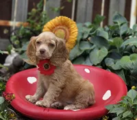 FBuff f, a female Cocker Spaniel for sale in Lexington, KY – Photo 4 of 4