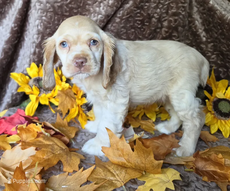 Fionabuffmale – Cocker Spaniel puppy for sale in Lexington, KY