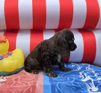 Choc f, a female Cocker Spaniel for sale in Lexington, KY – 3 of 3