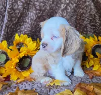Buffmale2, a male Cocker Spaniel for sale in Lexington, KY – 3 of 3