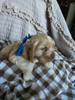 Fionathinblazebuffmale, a male Cocker Spaniel for sale in Lexington, KY – 3 of 4