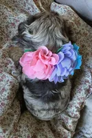 Fionasredmerle f, a female Cocker Spaniel for sale in Lexington, KY – 5 of 5