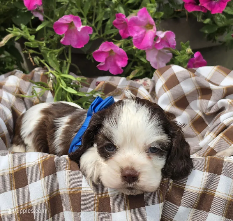 JBchocpartim2 – Cocker Spaniel puppy for sale in Lexington, KY