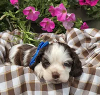 JBchocpartim2, a male Cocker Spaniel for sale in Lexington, KY – 1 of 4