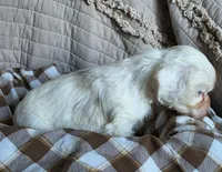 Fionas runt, a male Cocker Spaniel for sale in Lexington, KY – 3 of 5