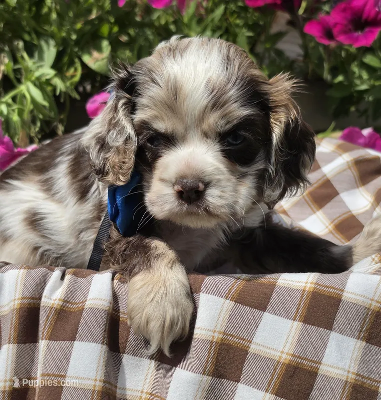 Poppylightchocmmale – Cocker Spaniel puppy for sale in Lexington, KY