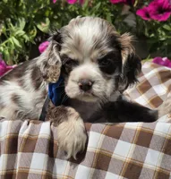 Poppylightchocmmale, a male Cocker Spaniel for sale in Lexington, KY – 1 of 5