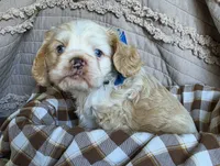 Fionaswideblazemale, a male Cocker Spaniel for sale in Lexington, KY – 2 of 4