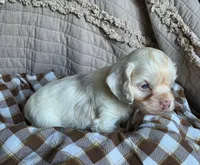 Fionas runt, a male Cocker Spaniel for sale in Lexington, KY – 4 of 5