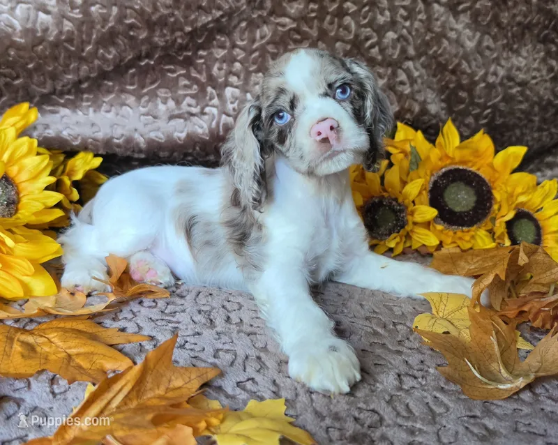 JBmerlemale – Cocker Spaniel puppy for sale in Lexington, KY
