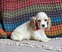 Parti f, a female Cocker Spaniel for sale in Lexington, KY – 2 of 3