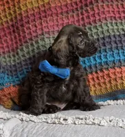 Choc male, a male Cocker Spaniel for sale in Lexington, KY – 7 of 7