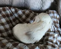 Fionas runt, a male Cocker Spaniel for sale in Lexington, KY – 5 of 5