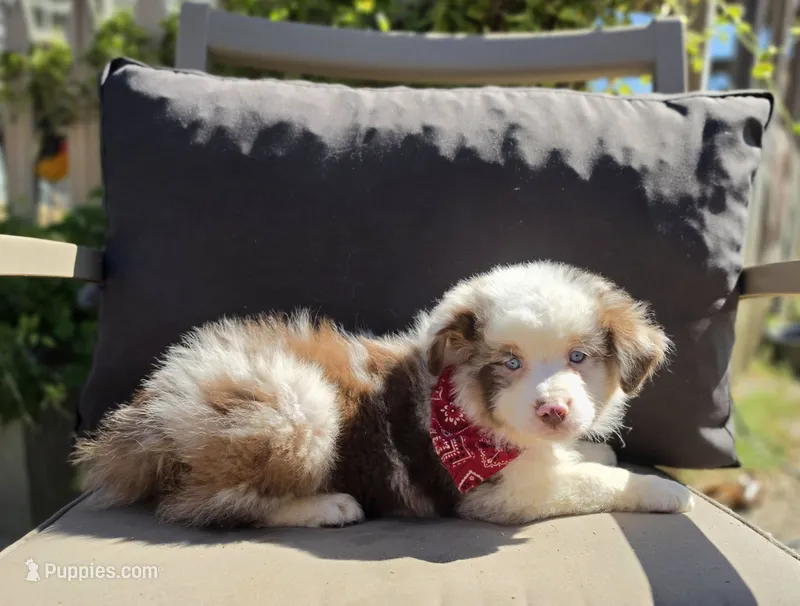 Merle – Australian Shepherd puppy for sale in Lexington, KY