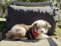 Merle, a male Australian Shepherd for sale in Lexington, KY – 1 of 4