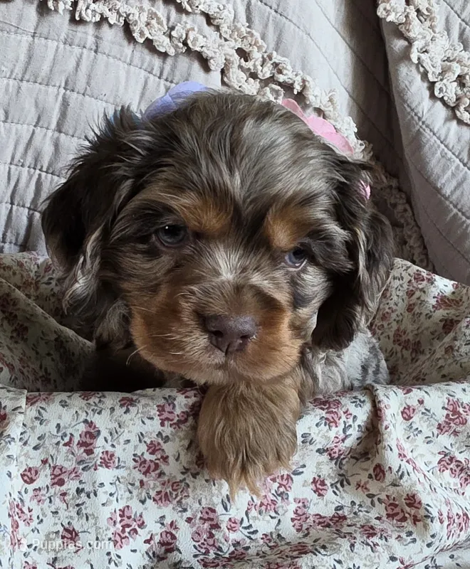 Fionasredmerle f – Cocker Spaniel puppy for sale in Lexington, KY