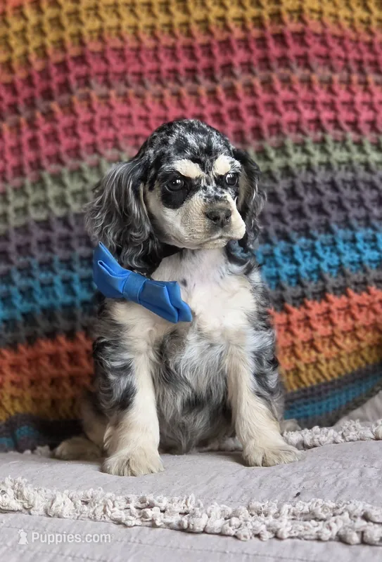 Merle male – Cocker Spaniel puppy for sale in Lexington, KY