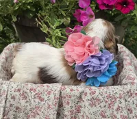 JBmerlefemale, a female Cocker Spaniel for sale in Lexington, KY – 6 of 6
